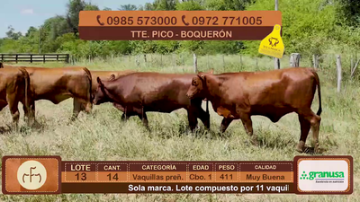 Lote Lote 13