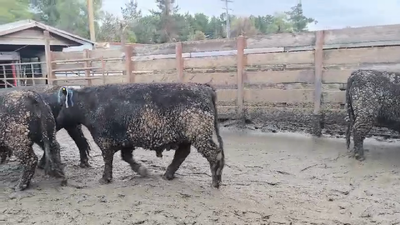  20 Novillo Gordo en Los Ángeles, VIII Región Biobío