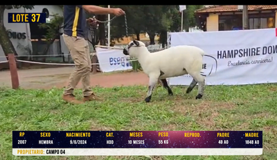 Lote LOTE 37