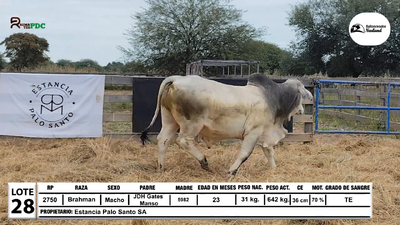 Lote Toros Brahman, Loma Plata
