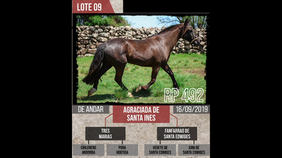 Lote AGRACIADA DE  SANTA INES