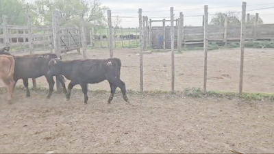 Lote 11 Terneras Angus en Santa Lucia