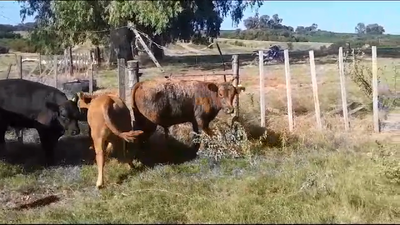Lote (Vendido)4 Terneros ANGUS 220kg -  en LA CONCORDIA