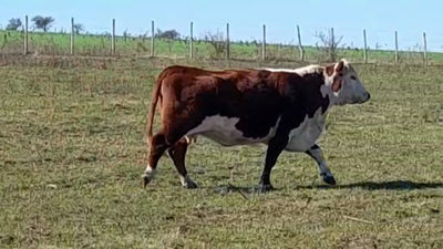 Lote (Vendido)Vaquillonas/Vacas Gordas 500kg -  en EL CHILENO