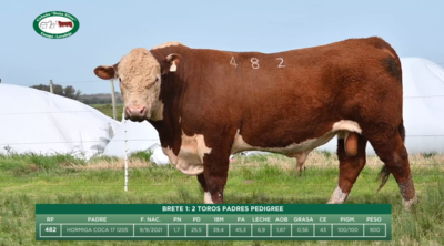 Lote BRETE 1: 2 TOROS PADRES PEDIGREE