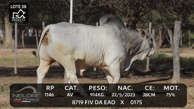 Lote LOTE 58