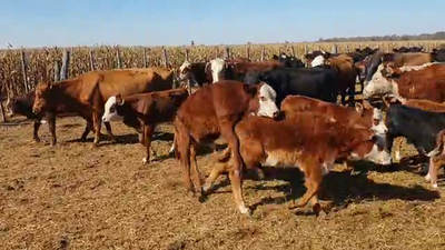 Lote 42 Vacas C/ cria Braford y cruzas británicas en Las Varillas, Córdoba