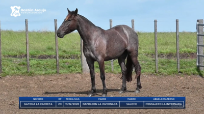 Lote GATONA LA CARRETA