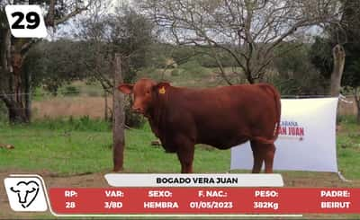 Lote LOTE 29