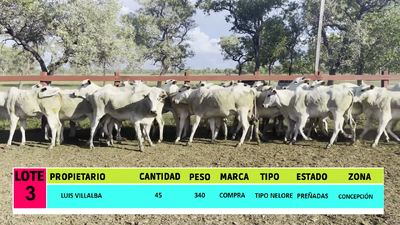 Lote LOTE 3 - 45 VAQUILLAS PREÑADAS CBO 0 - CBO 9