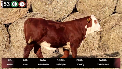 Lote LOTE 53