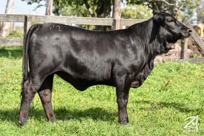 Lote "Cabaña Rincón de los Negros" - PARRILLA 427 QUIQUE TANINERO