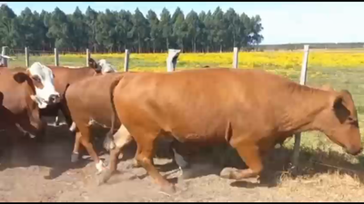 Lote 35 Vacas de invernar en Santa Rosa, Corrientes