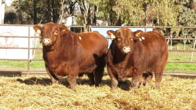 Lote TOROS PP