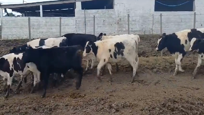 Lote (Vendido)27 Terneros Holando y Cruza 160kg -  en Boca del Cufre