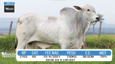 Lote LOTE 47