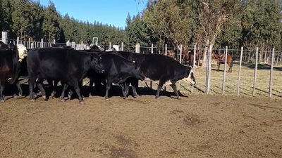  52 Vacas de Invernada  - 440kg en Soriano PALMITAS