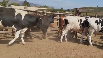 Lote 45 Novillo Gordo en Melipilla, Región Metropolitana
