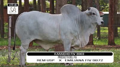 Lote LOTE 46
