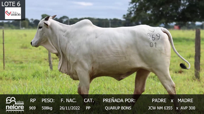 Lote LOTE 6