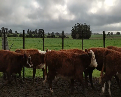 Lote (Vendido)10 Terneras 6HE,  3 RA X HE,  1 RA 147kg - , Colonia