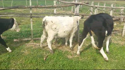 Lote 5 Terneras Cruzas en Rodriguez