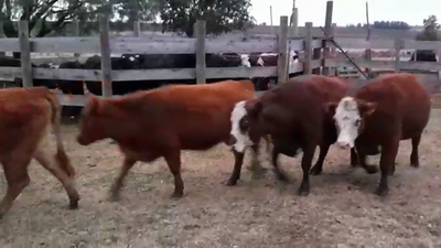 Lote (Vendido)4 Vacas preñadas AA COLORADAS en AGRACIADA
