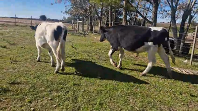 Lote 2 Toros Holando en Juan Soler