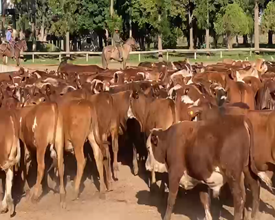 Lote 300 Terneros en Gral. San Martín, Chaco