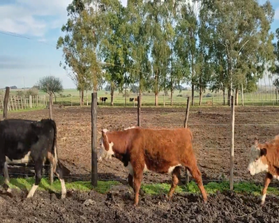 Lote (Vendido)5 Terneros 1 HE,  3 RA X HE,  1 AA X HE 221kg - , Colonia