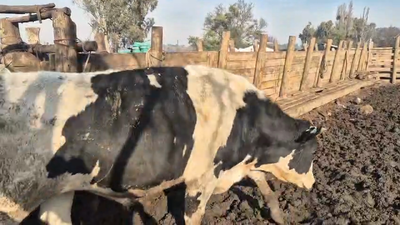 Lote 45 Novillo Gordo en Pelarco, VII  Región Maule