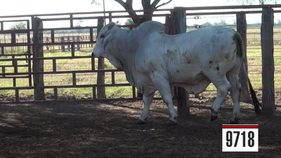 Lote Brahman