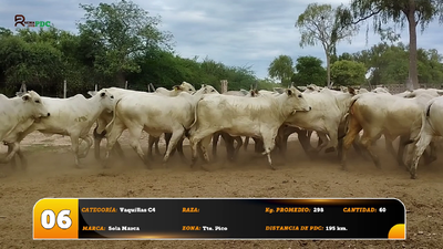 Lote Vaquillas C4