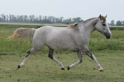 Lote Viudita Don Miguel RP 462
