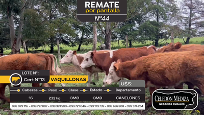 Lote 16 Vaquillonas  en Canelones, Canelones