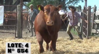 Lote 3 Toros, Artigas