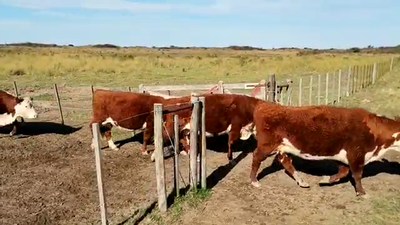 Lote 70 Vacas medio uso C/ gtia de preñez en Villarino, Buenos Aires