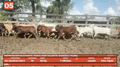 Lote LOTE 5