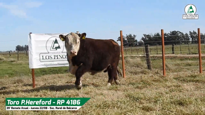 Lote TORO P. HEREFORD