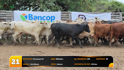 Lote Toretones C4