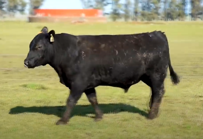 Lote 3 Toros PPI años
