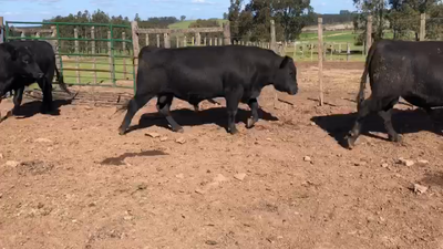 Lote 3 Toros Aa 500kg -  en Coronilla