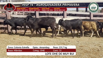 Lote Insp 16