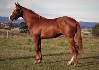 Lote THUNDERS TOUCH