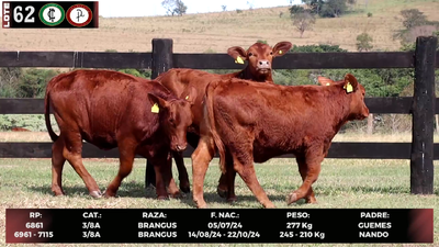 Lote LOTE 62
