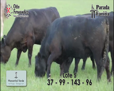 Lote LOTE 5- Vaquillonas Angus PI preñadas