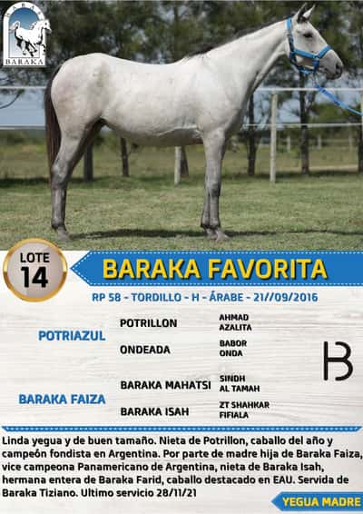 Lote BARAKA FAVORITA