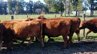Lote 10 Vacas nuevas C/ gtia de preñez en Gral. Belgrano, Buenos Aires