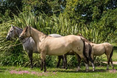 Lote CONSTANCIA MANOPLA 1200