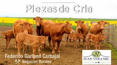Lote PIEZAS DE CRIA   -  LIMOUSIN